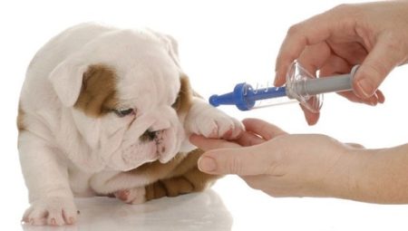 2026 Kedi-Köpek Aşı ve Parazit Uygulaması Fiyatları